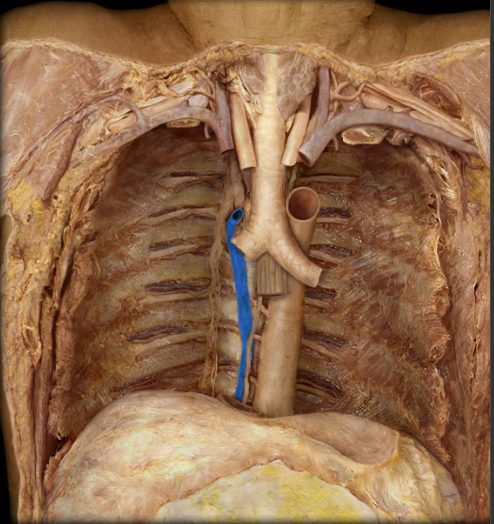 <p>draining the right thoracic cavity as well as the hemiazygos and accessory hemiazygos veins</p>