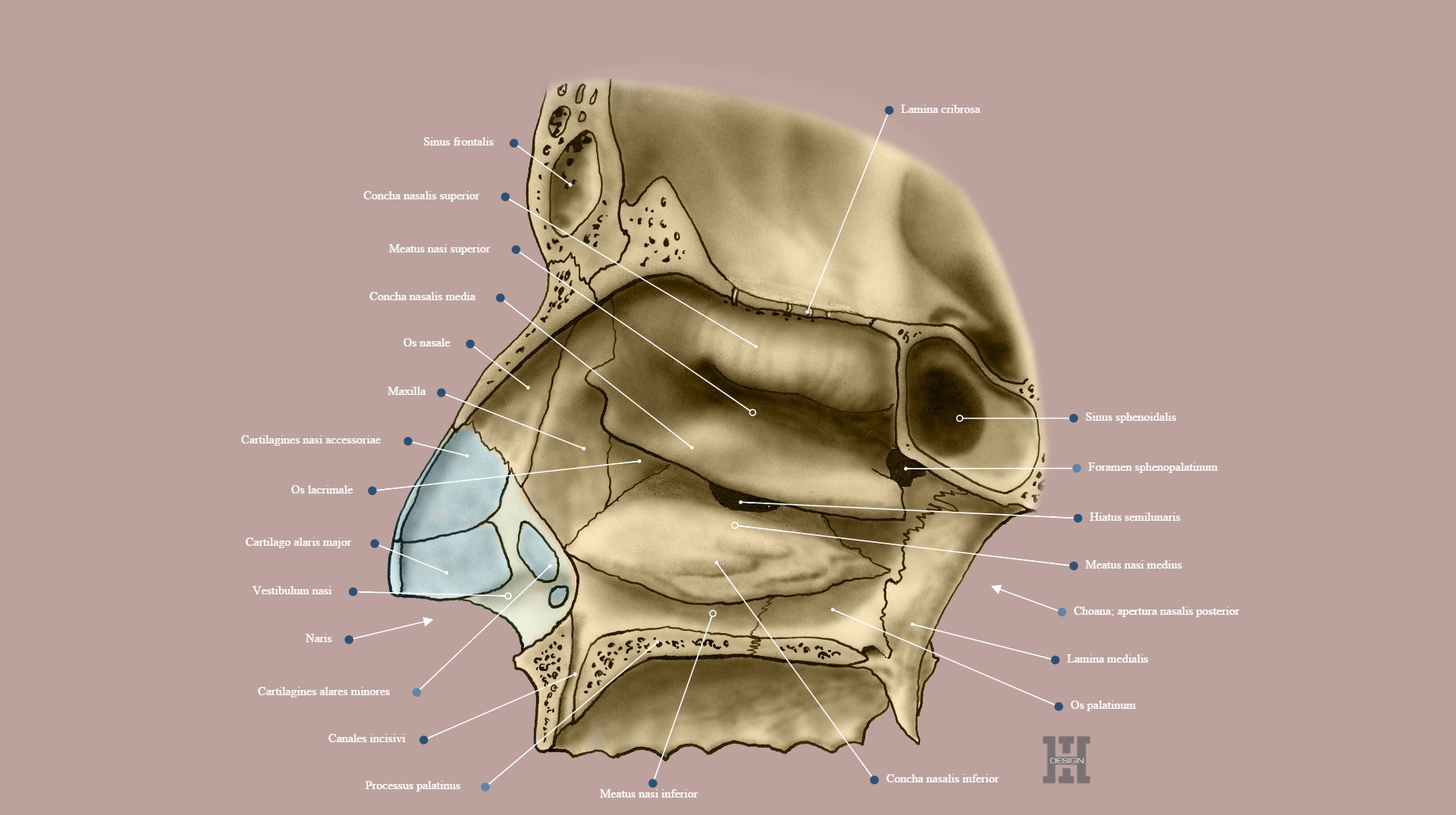 <p>Os nasale</p>