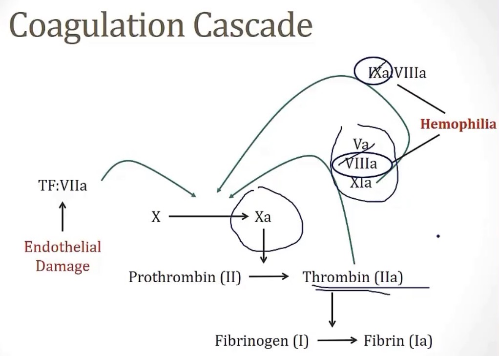 <p>-II; amplification; 5, 8, and 11</p><p>-8 or 9; amplify the coagulation cascade</p>