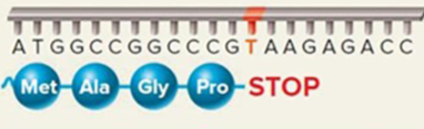 <p>A base substitution that changes a normal codon to a STOP codon. This produces a truncated polypeptide.</p>