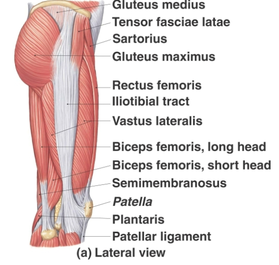 <p>Gluteus medius</p>