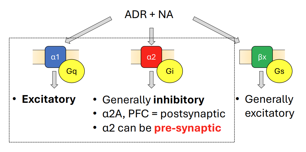 <p>ADR + NA:</p><ul><li><p>alpha 1: <strong>Excitatory</strong></p></li><li><p>alpha 2: Generally <strong>inhibitory</strong></p><ul><li><p>α2A, PFC = postsynaptic</p></li><li><p>α2 can be <span style="color: red;"><strong>pre-synaptic</strong></span></p></li></ul></li><li><p>beta: Generally excitatory</p></li></ul><div data-type="horizontalRule"><hr></div><ul><li><p>3 classes of receptors</p></li><li><p>a1 and a2 more well studied + better understood</p></li><li><p>significance of pre-synaptic receptors = usually inhibitory (often for turning off)</p><ul><li><p>lever for shutting things is AP at axon hillock</p></li></ul></li><li><p>presynaptic usually a2</p></li></ul><p></p>