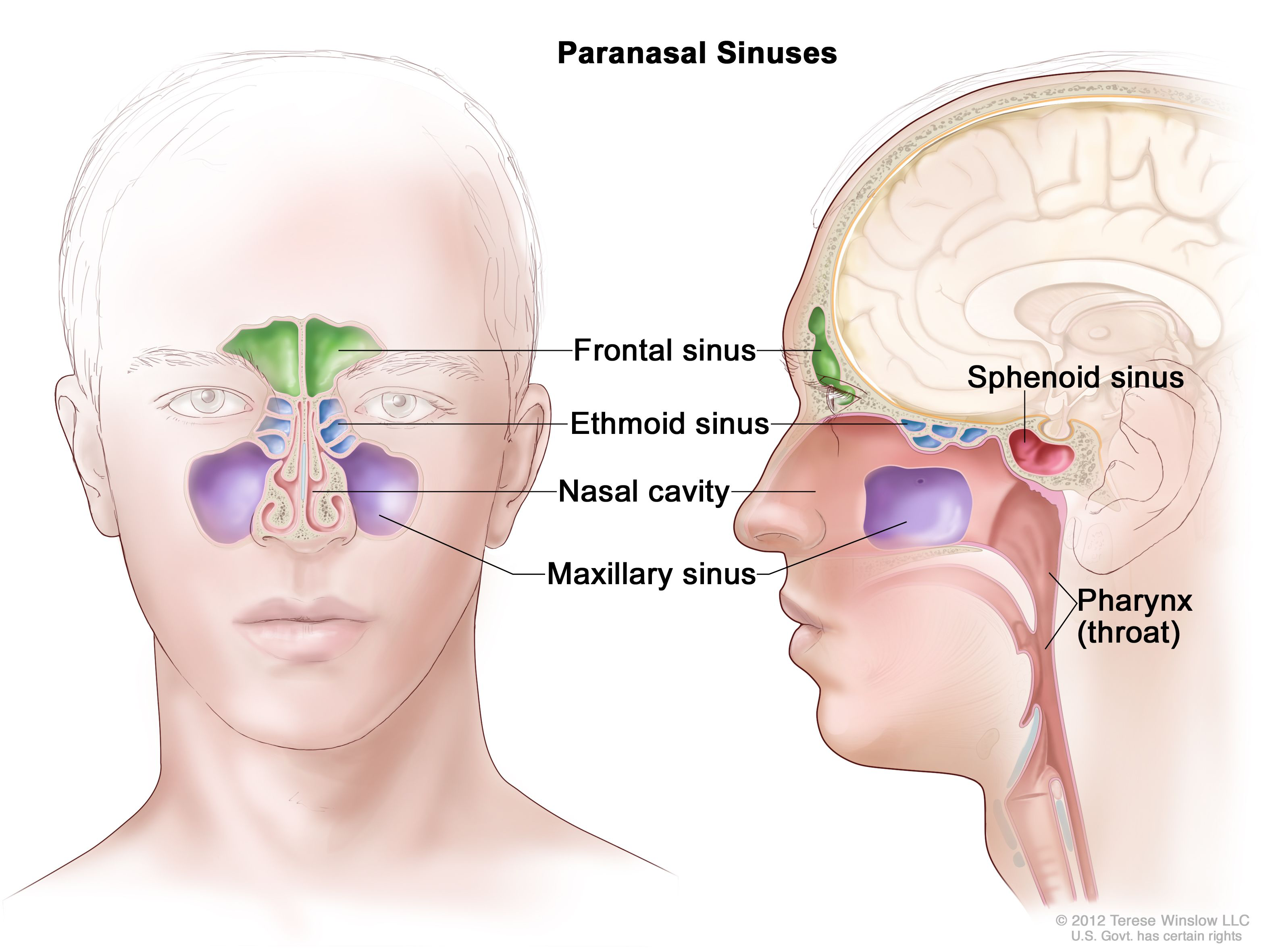 <p>The largest pair, located in your cheekbones below your eyes</p>
