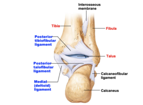 <p>medially and laterally stabilized by ligaments</p><ul><li><p>medial (deltoid) ligament</p></li><li><p>lateral ligament</p></li></ul><p>inferior ends of tibia and fibula are joined by ligaments</p><ul><li><p>anterior and posterior tibiofibular ligaments</p></li></ul><p></p>