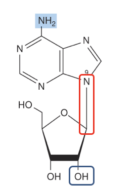 <p>What is this type of molecule?</p>