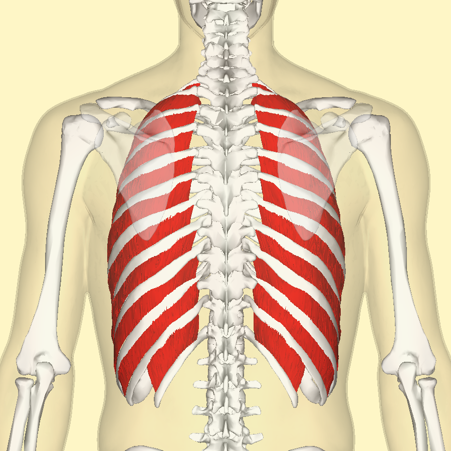 <p>Mm. intercostales externa</p>