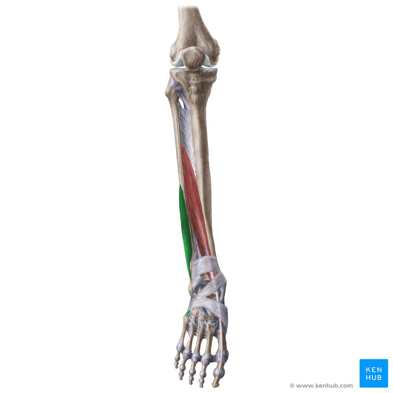 <p>Proximal Attachment (O): Inferior two thirds of lateral surface of fibula</p><p>Distal Attachment (I): Dorsal surface of tuberosity on lateral side of base of 5th metatarsal</p><p>Nerve: Superficial fibular nerve (L5, S1, S2)</p><p>Action: Everts subtalar joint and weakly plantarflexes ankle joint</p>