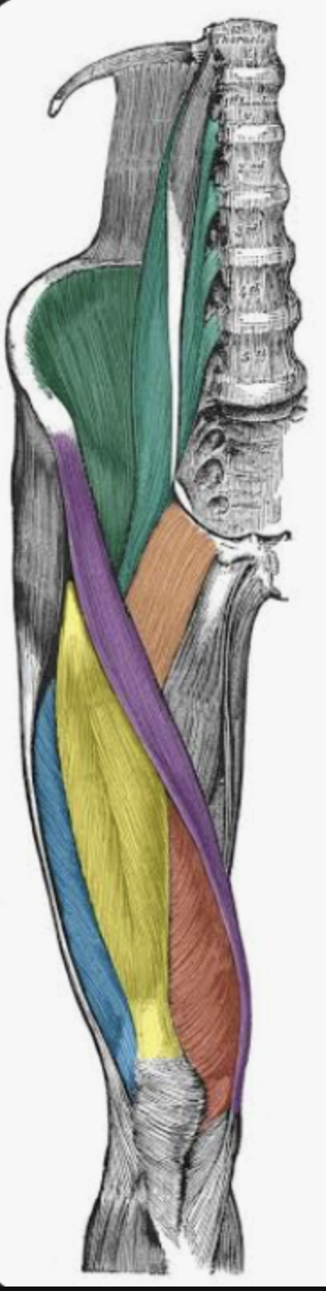<p><span style="background-color: transparent;">Vastus lateralis</span></p><p><span style="background-color: transparent;">Action, functional groups, location?</span></p>