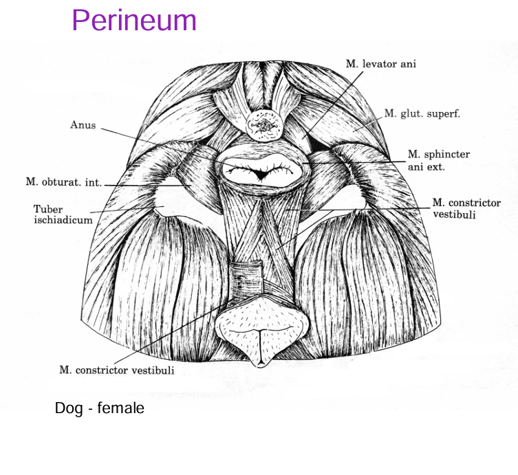 <ul><li><p>is the region of the body wall around the <strong>alimentary and uorogenital</strong> openings</p></li><li><p>anus</p></li><li><p>vulva</p></li></ul><p></p>
