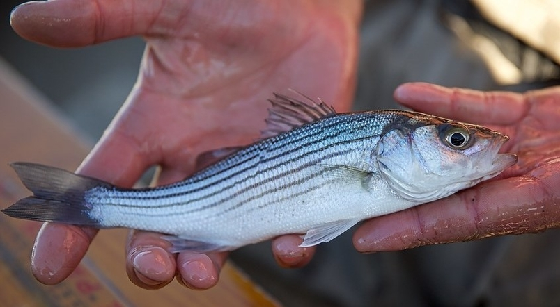 <p>Moronidae</p><p>Morone saxatilis (stripped bass)</p>