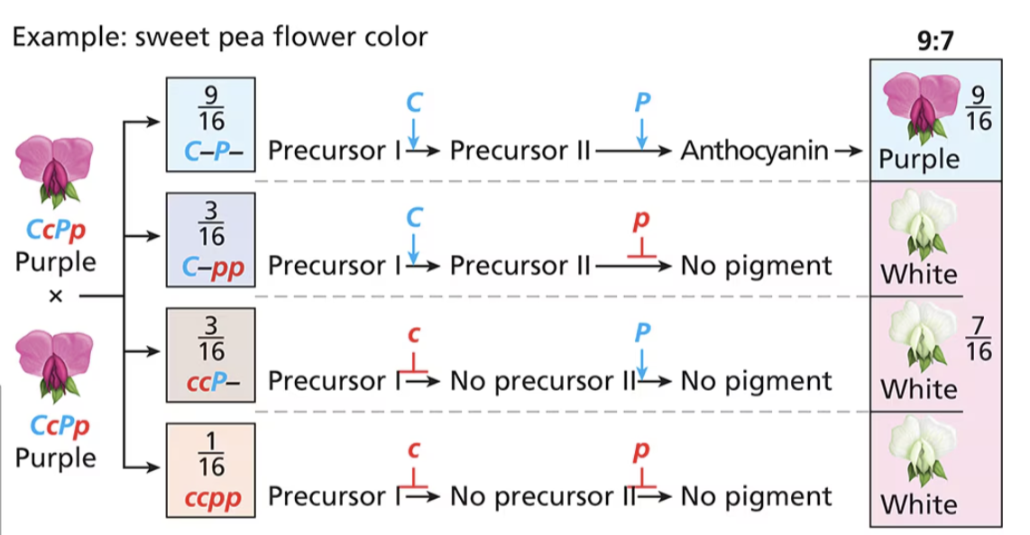 <p><span style="background-color: transparent;">wild type action from both genes is required for the dominant phenotype</span></p><ul><li><p><span style="background-color: transparent;">9:7</span></p></li></ul><p></p>