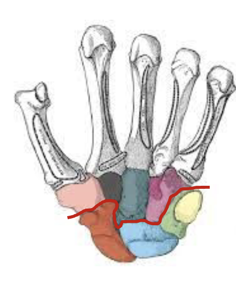 <p>Label carpal bones rows</p>
