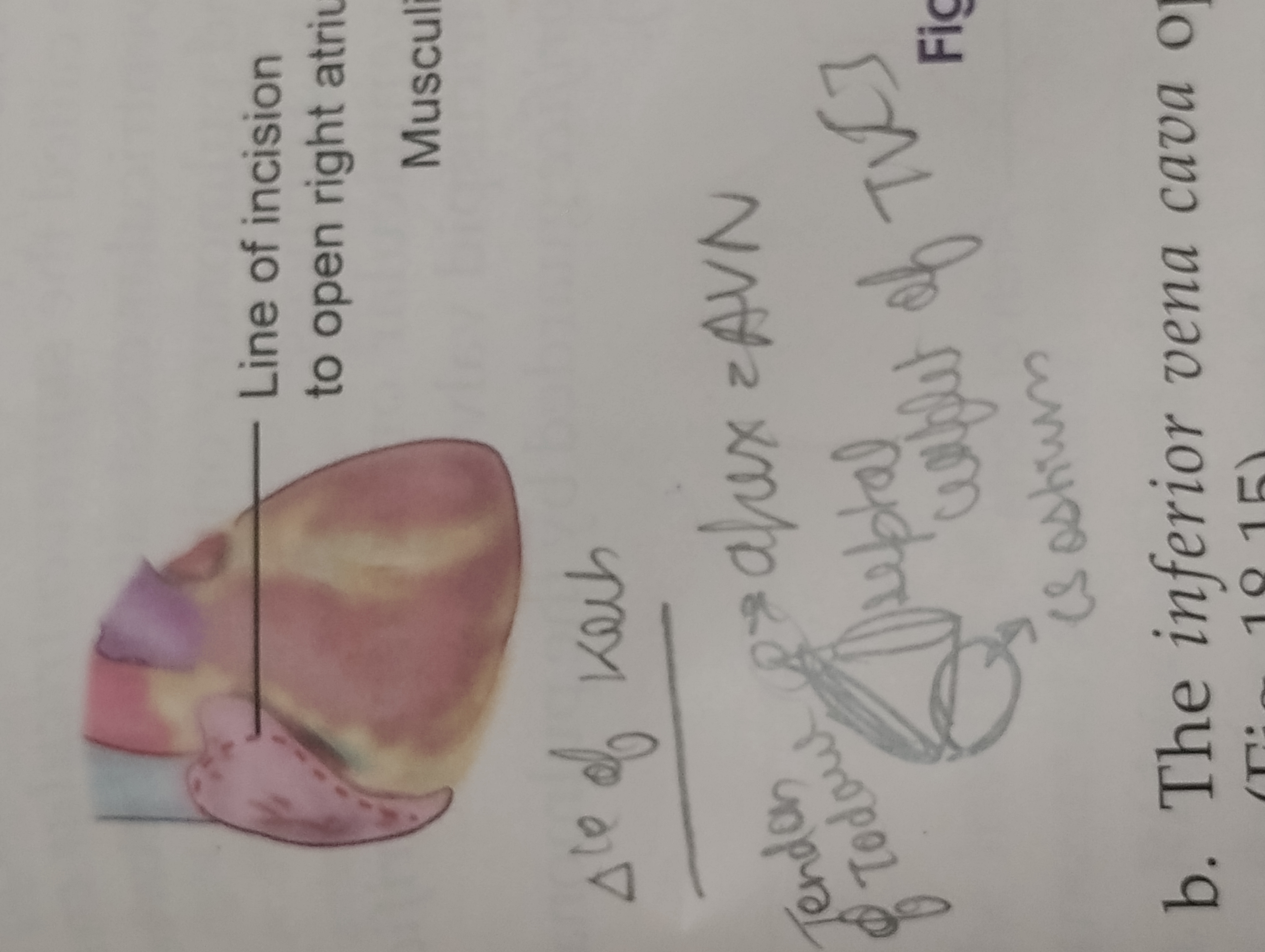 knowt flashcard image
