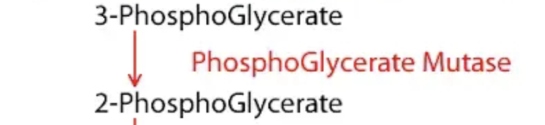 <p>3-Phosphoglycerate (3-PG) ---> 2-Phosphoglycerate (2-PG). Enzyme: Phosphoglycerate Mutase.</p>