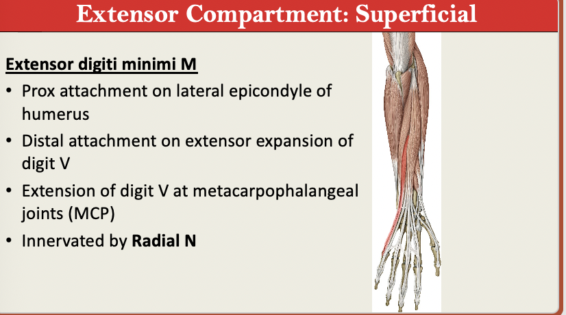 <p>M: Extend Pinkie at Metacarpopharyngeal JOINTS<br>N: Radial N<br>PA: Lateral epicondyle<br>PD: Extensor Expansion of D5<br>G: Extensor SUPERFICIAL </p>