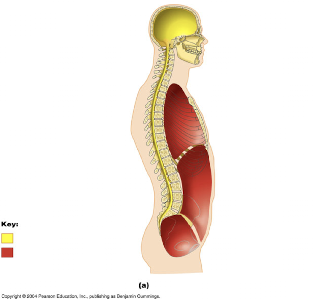 <p>Body cavities </p>