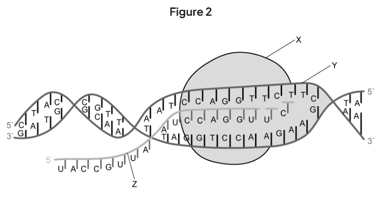 <p>Name the structures labelled X, Y and Z in Figure 2 [3] </p>