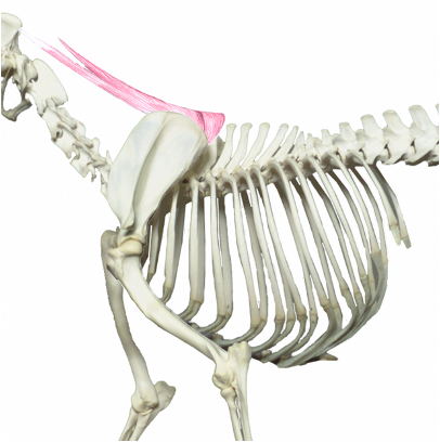 <p>What muscle is this?</p><p>What muscle group is it in?</p>