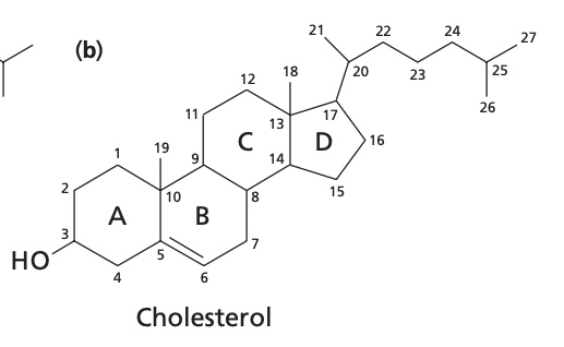<ol><li><p>found in plant membranes and is a sterol b/c of its hydroxyl grp at C-3 </p></li><li><p>Precursor of steroid hormones and bile salts.</p></li></ol><p></p>