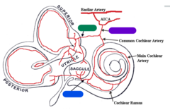 <p>- PC</p><p>- Saccule</p><p>(blue in image)</p>