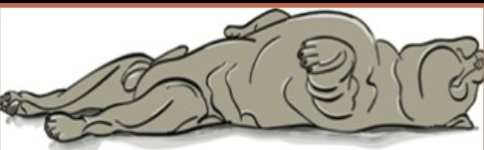 <p>beam enters the front (ventral/belly) side of the body and exits through the back (dorsal/spine) side, with the patient lying on their back</p>