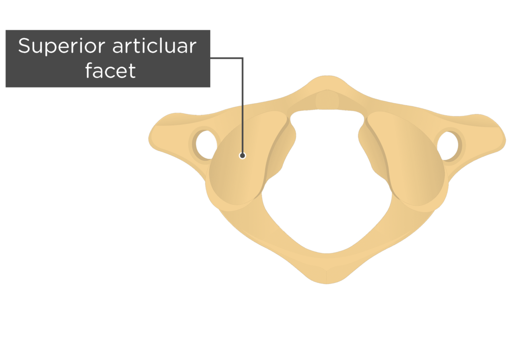 <p>superior articular facets </p>