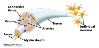 <p>Nervous system to neuronal function </p>