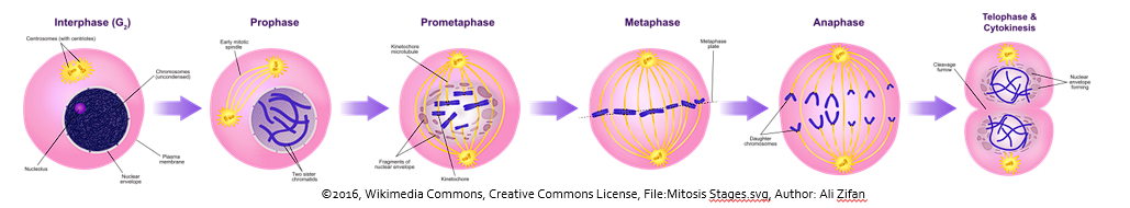 <ul><li><p><span>Binary division of a cell</span></p></li><li><p><span>DNA replication → sister chromatids of each chromosome, 92 sister chromatids</span></p></li><li><p><span>Chromosomes condense (</span><span style="color: red;">prophase</span><span>)</span></p></li><li><p><span>Chromosomes align along cell midline (</span><span style="color: red;">metaphase</span><span>)</span></p></li><li><p><span>Chromosomes split at centromere→ One chromatid drawn to each side of cell →Spindle fibers →</span><span style="color: red;">Anaphase</span></p></li></ul><p><span>•Cell divides →</span><span style="color: red;">Telophase</span><span>→ </span><span style="color: red;">Cytokinesis</span><span> →46 chromosomes in each cell</span></p><p></p>