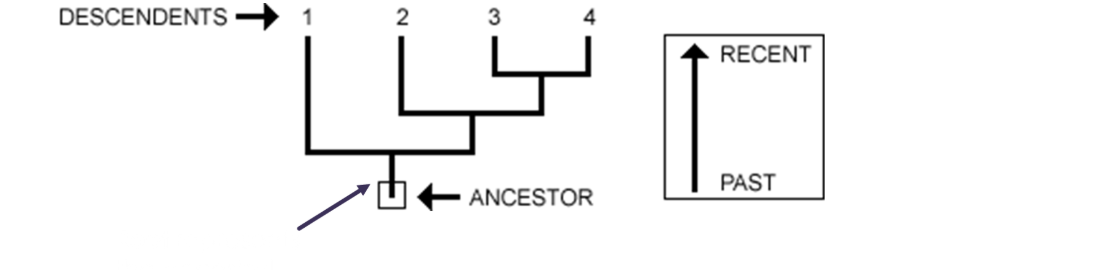 <p>what are sister species (aka sister taxa)? And tell me which ones are the sister species.</p><p></p>