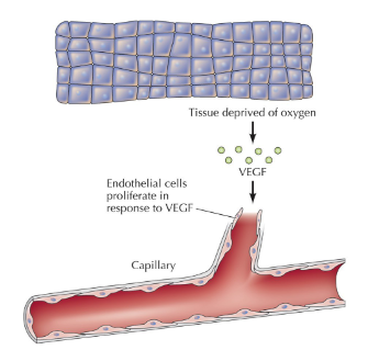 <p>Line the lumen of blood vessels. </p><p>Endothelial cell proliferate in response to VEGF</p>