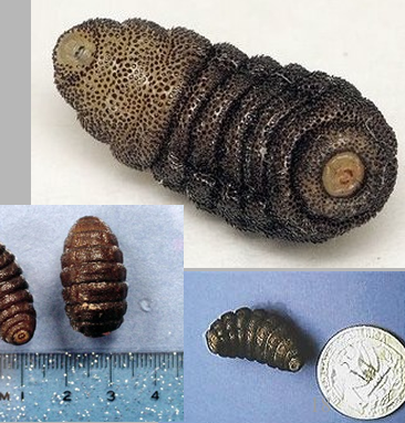 <p>Squirrel bot fly</p>