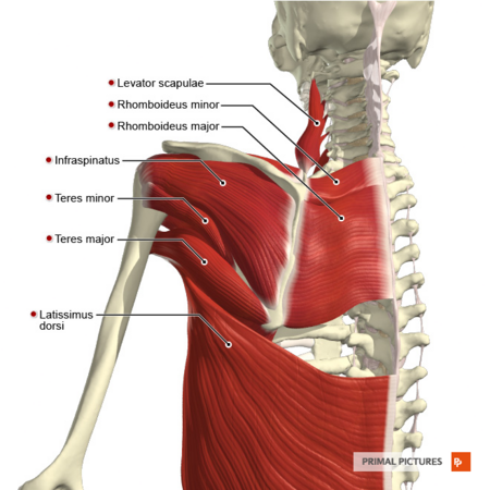<p>rhomboid major/minor</p>