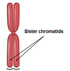 <ul><li><p>single, unreplicated chromosome: long strand of DNA</p></li><li><p>replicated chromosome: after S phase (meiosis), chromosomes are now composed of <strong><u>two identical copies called sister chromatids</u></strong></p></li><li><p>homologous chromosomes: a <strong><u>pair</u></strong><em> </em>of matching chromosomes, one inherited <strong><u>from each parent</u></strong> —> two pairs of sister chromatids</p></li></ul><p></p>