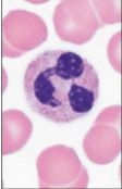<p>Neutrophil</p>