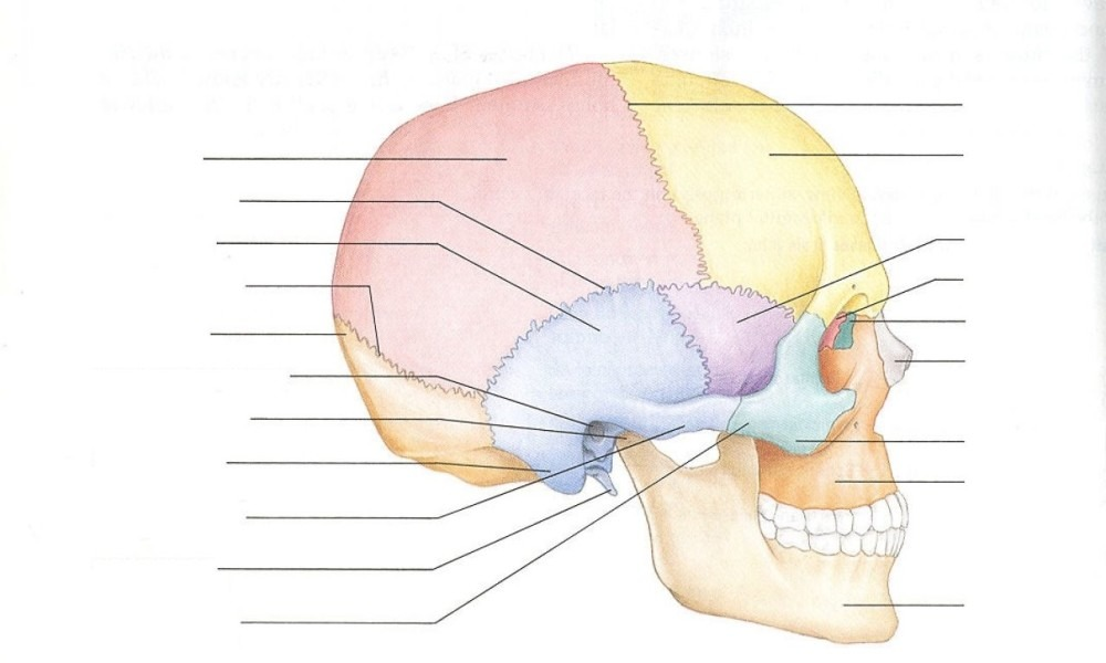 <p>Your forehead, covers top bit of orbit. Articulates with parietal, sphenoid, zygomatic, lacrimal, maxilla, and nasal bones. Can be seen by the yellow part</p>