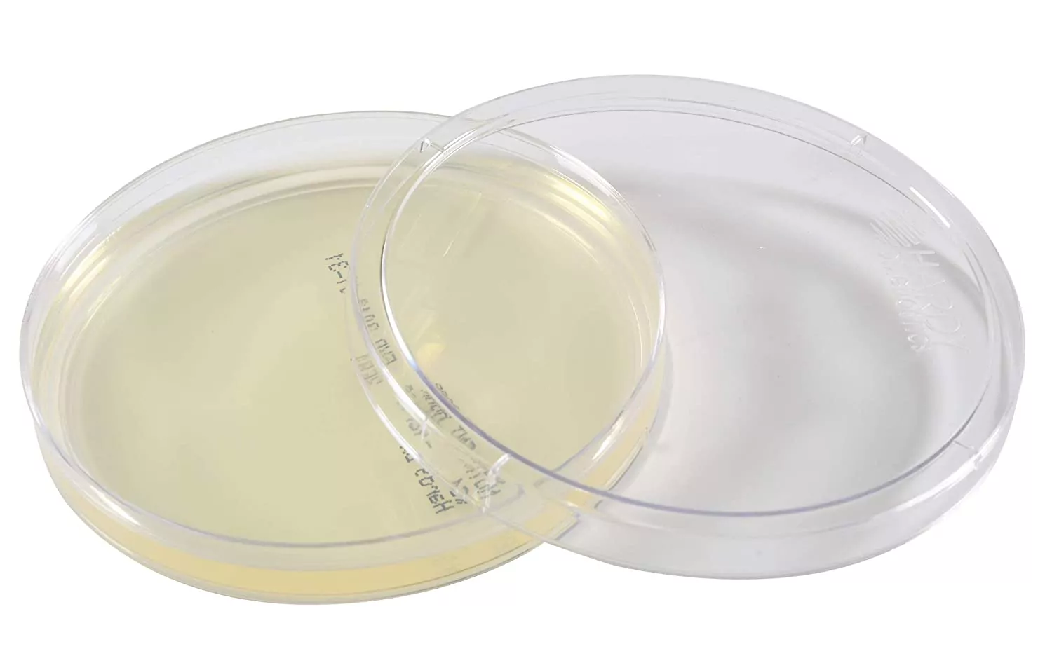 <p>A shallow dish containing a gel-like nutrient medium used to grow and observe microorganisms such as bacteria.</p>