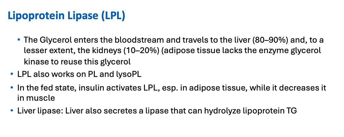 <p>lipoprotein TG → liver lipase</p>