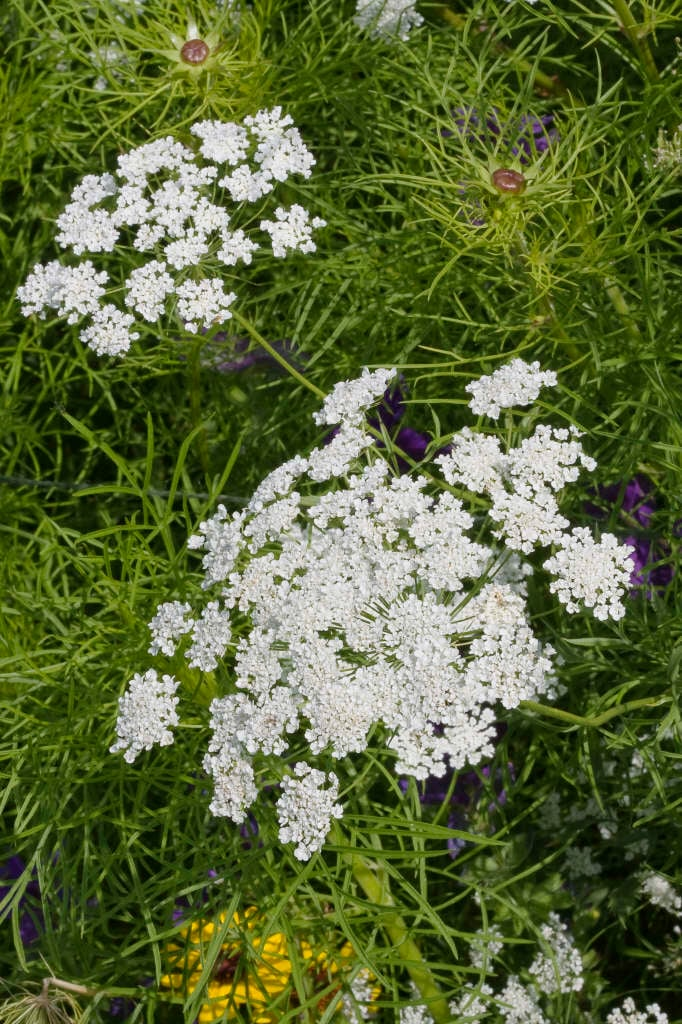 <p>Ammi majus</p>