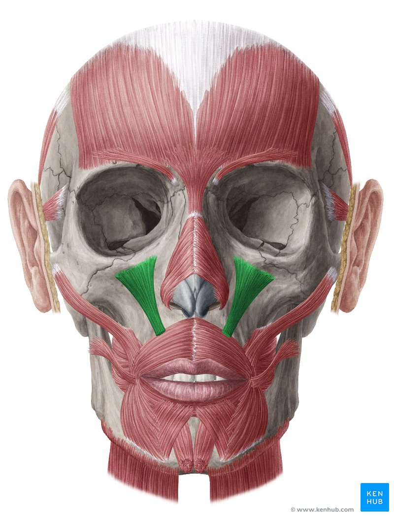 <p>Levator labii superioris</p>