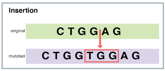 <p>a segment of DNA is inserted into the middle of an existing sequence </p>