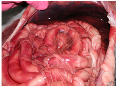 <p>What is this post mortem change called?</p>