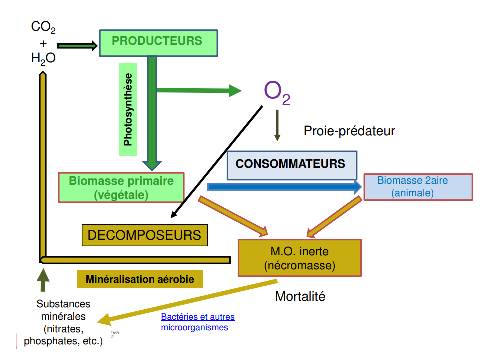 <p>main points: <br>- le charactere ephemere et mortel des etres vivant → condition imperative </p><p>- le relation proie-predateur(principale moteru) </p><p>- garantie par la diveriste des organismes vivants </p><p></p>