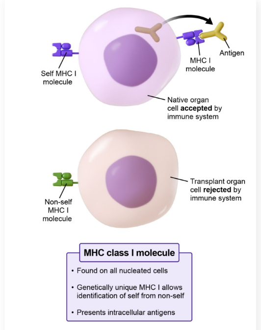 <ul><li><p><strong>Major histocompatibility complex (MHC) class I:</strong> Surface molecule on all nucleated cells that present intracellular antigens</p></li><li><p><strong>Each genetically different individual </strong>will have a <strong>unique MHC I </strong>molecule</p></li><li><p>The immune system can utilize this inherent uniqueness to distinguish between <strong>self and non-self cells</strong></p></li></ul><p></p>