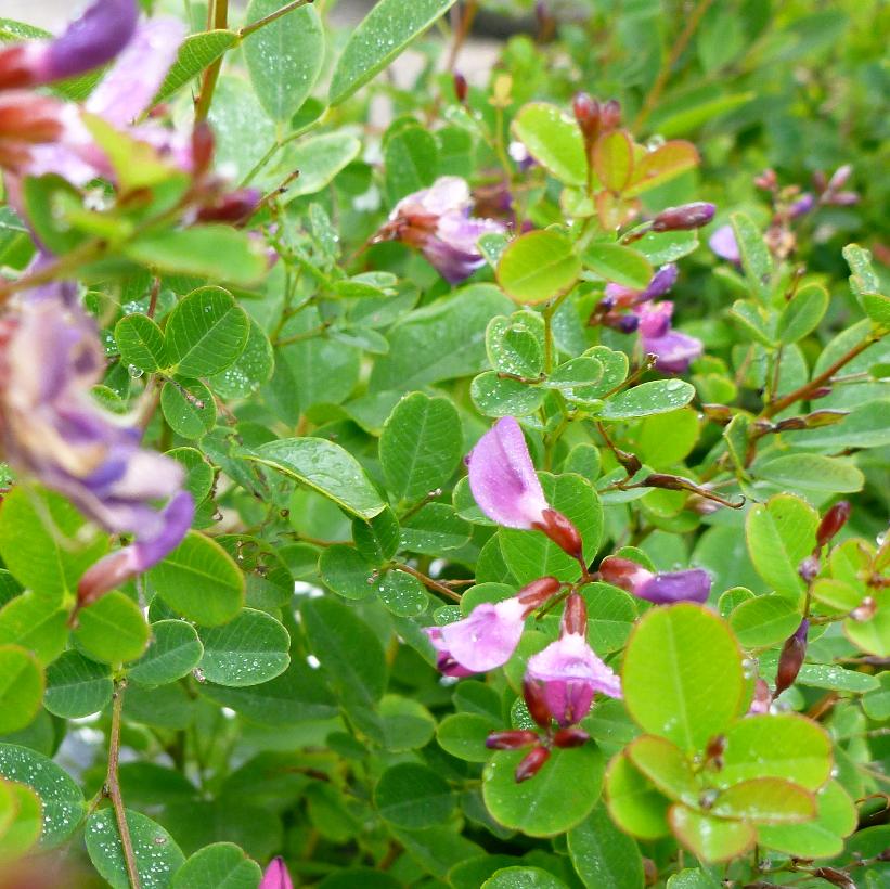 <p>Lespedeza Bicolor</p><p>Nonnative. Shrub. Trifoliate Leaves that are small, alternate, oval shaped. Pink/Purple flowers. Commonly found in old fields, forest edge, roadsides. Good cover for animals, erosion control, food for wildlife like bobwhite quail, but spreads aggressively. </p>