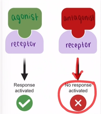 <p>molecules that bind to receptors to inhibita biological response</p>