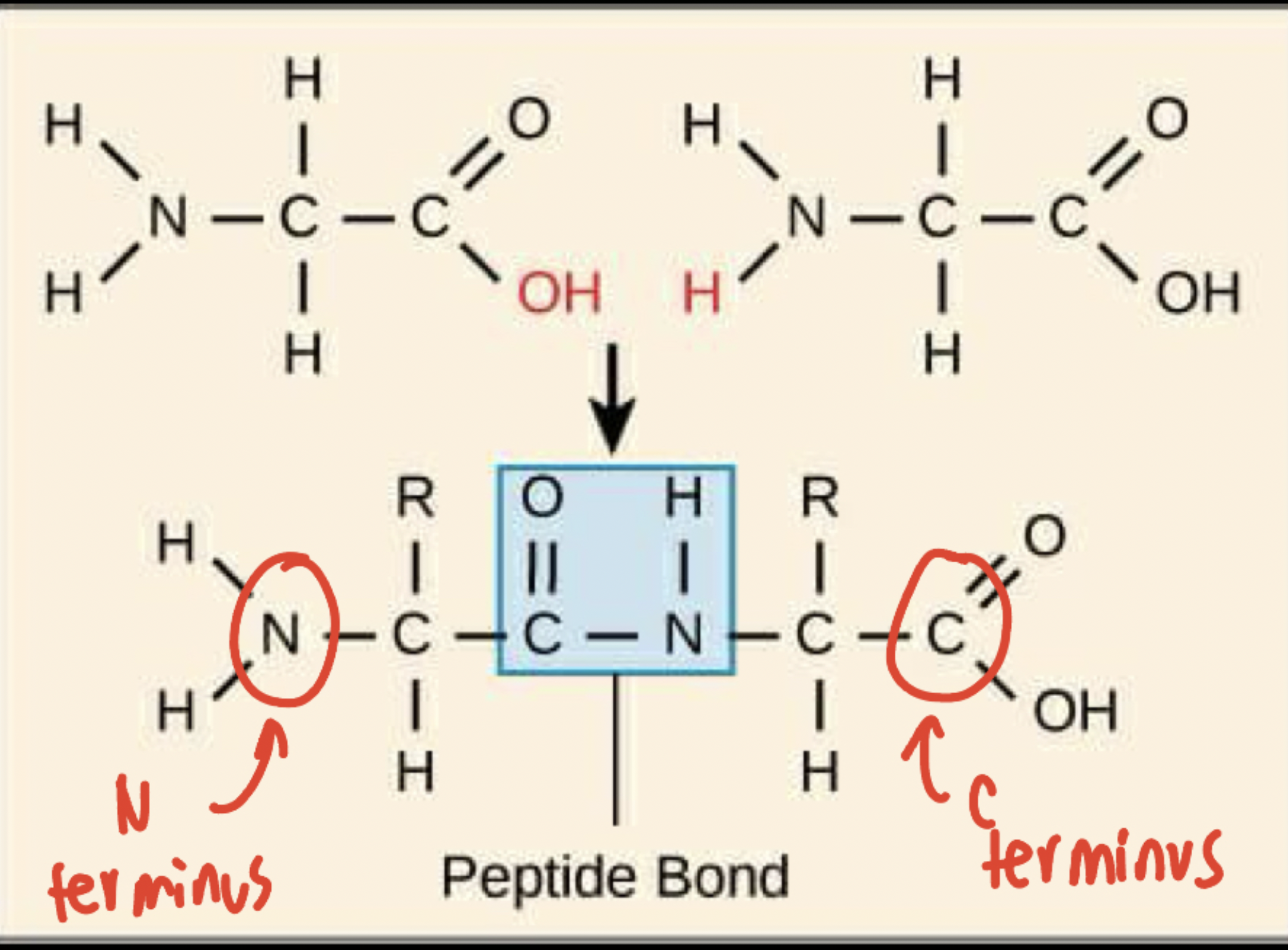 <p>An amino acid chain connected by a covalent peptide bond (C-N).</p><ul><li><p>Nitrogen (from amino group) of the first amino acid connects with the carbon (carboxyl group) of the second amino acid </p><ul><li><p>N-terminus: beginning of primary structure, refers to the nitrogen</p></li><li><p>C-terminus: end of primary structure, refers to the carbon</p></li></ul></li></ul><p></p>