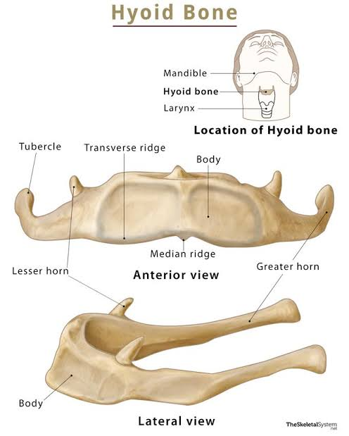 <p>U-shaped bone in the neck; supports tongue; does not articulate with other bones.</p>