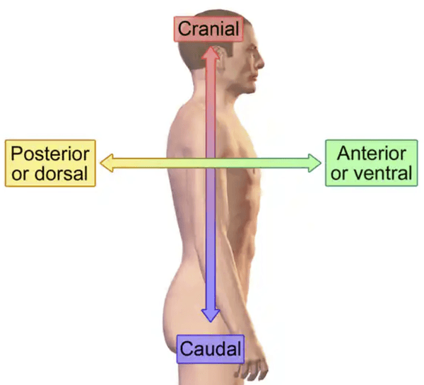 <p>towards/ at the front of the body</p>