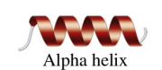 <p>is similar to that of a spiral staircase</p><p>acquires a coiled shape from hydrogen bonds between the oxygen of the C=O group and the hydrogen of the N—H group in the next turn.</p>