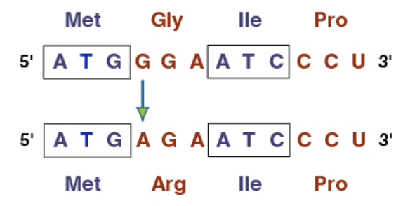 <p>(Point mutation) They change one amino acid to another</p>